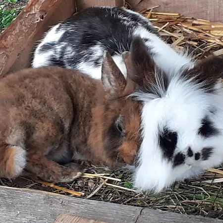 Lachtalhuette 펜션 라흐탈