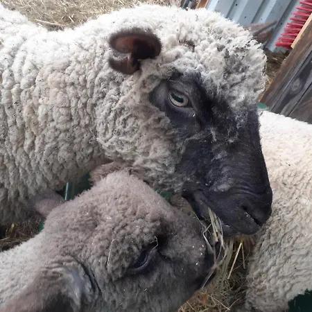 Lachtalhuette