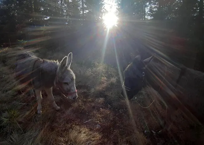 Dom wakacyjny Lachtalhuette