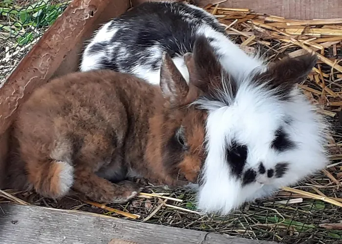 Lachtalhuette 別荘 ラッハタール